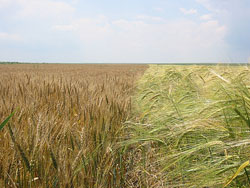 сельхозпродукция в Украине
